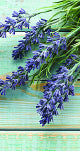 CBD Daily Intensive Cream Triple Strength Lavender